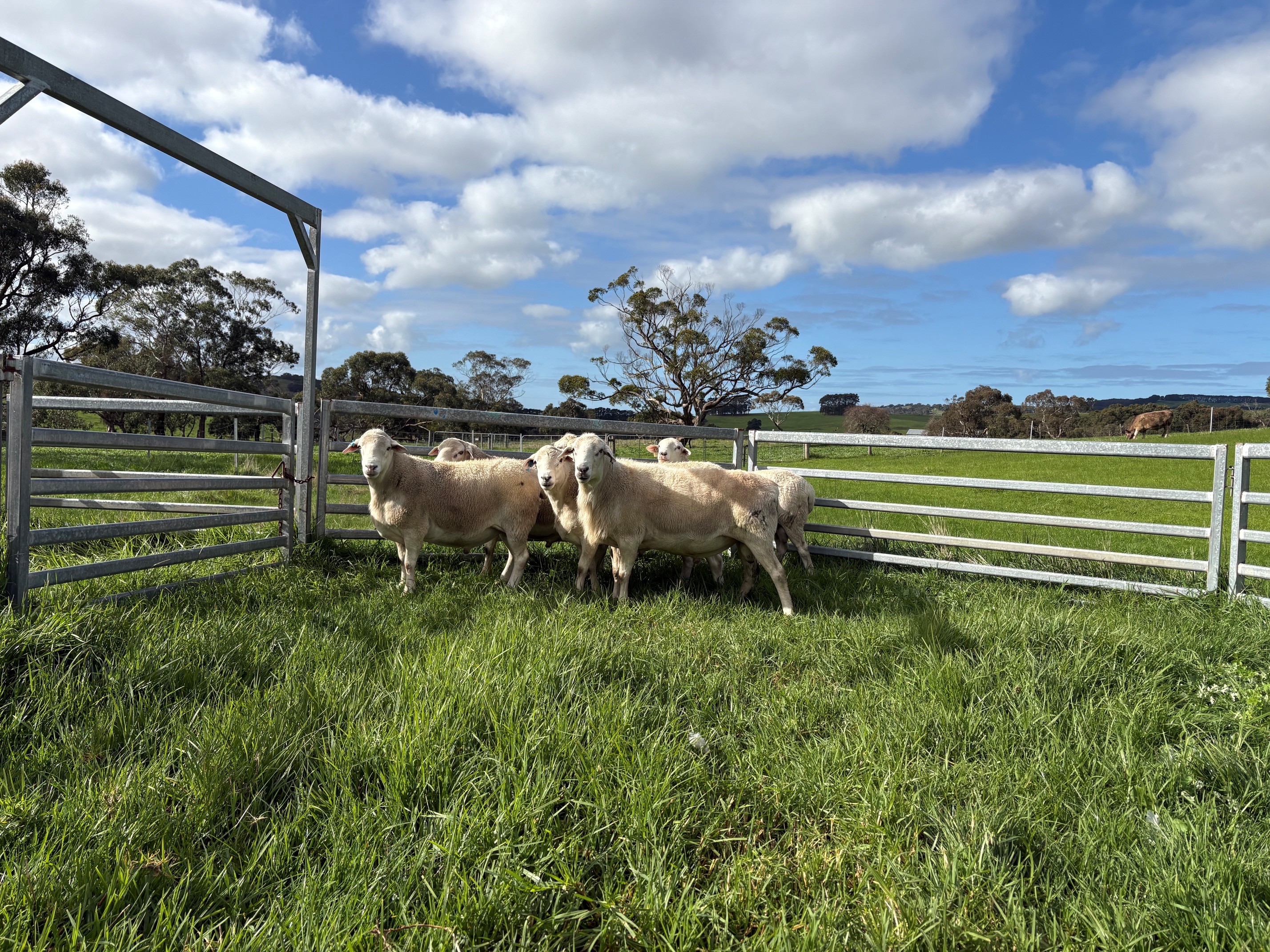 sheep 1